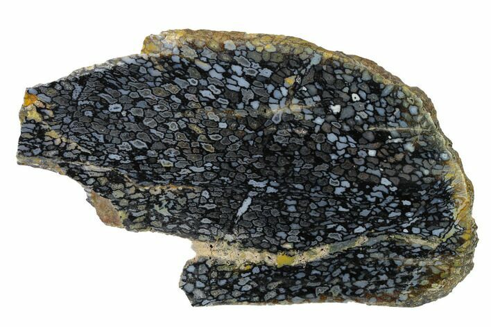 Polished, Black Petrified Palm Root Slab - Indonesia #151958